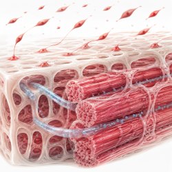 Scaffolds biomiméticos